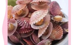全国扇贝品种有哪些？常见扇贝品种大盘点？