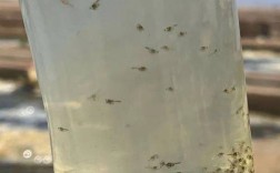 人工繁育大眼幼体技术，如何突破瓶颈实现高产？