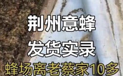 湖北适合养什么品种意蜂？