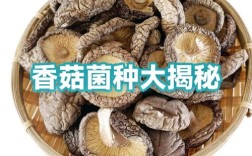 香菇种植技术与菌种，关键要点有哪些？