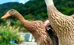 麻鸭养殖技术要点有哪些？