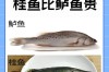 广东桂花鱼今日价格多少？