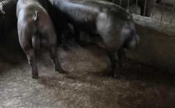 黑猪主要有哪些品种？