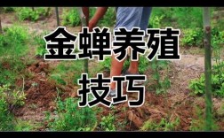 知了养殖技术视频大全