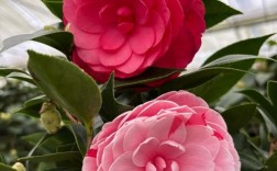 红山茶花品种有哪些？图片里能认全吗？