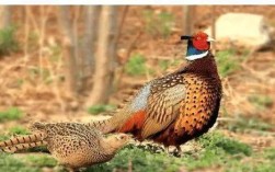 野鸡苗价格多少钱一只？