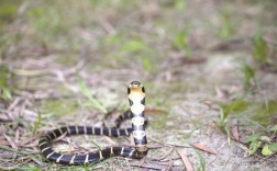 新手养眼镜蛇，哪个品种最合适？