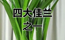 墨兰名贵品种有哪些？