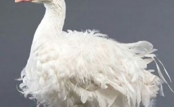 什么品种鹅能长到十五斤？