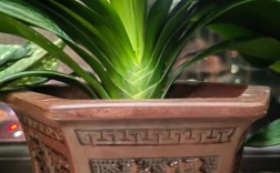 和尚君子兰作为老品种，其独特叶纹与花色有何历史渊源？养护中如何延续其经典品种特性？