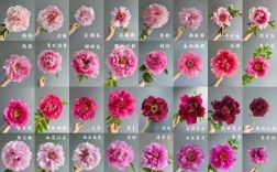 牡丹的六种栽培品种