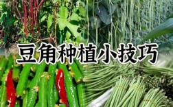 春季大棚豆角如何高效种植？