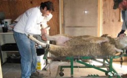 养羊人工受精技术视频