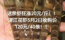 最新虾价批发价如何？
