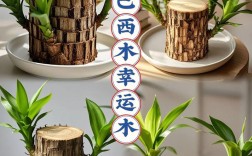 巴西木品种有多少？附图详解。