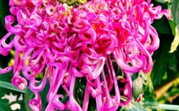 大花菊花品种有哪些？