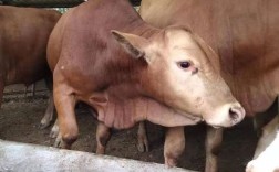 鲁西黄牛育肥牛犊价格多少钱一头？