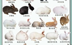 肉兔品种有哪些？哪种更优？