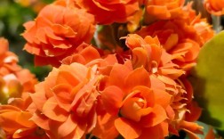 橙色长寿花的花语究竟是什么呢？