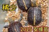 2025年安缘龟苗价格会涨还是跌？