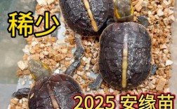 2025年安缘龟苗价格会涨还是跌？