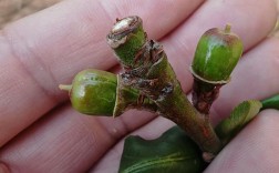 大棚蟠桃高产栽培技术要点有哪些？