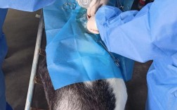 胚胎移植技术养羊，利弊如何？