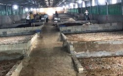 蝇蛆蛋鸡养殖技术视频