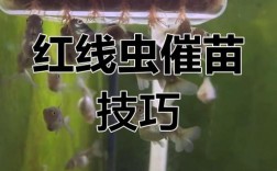 红虫养殖技术有哪些关键步骤？