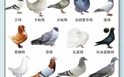 哪里能买到优质鸽品种？