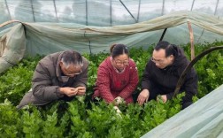 冬季菜花大棚种植技术有哪些关键点？