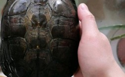 台湾大青龟苗价格现在多少？