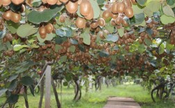 猕猴桃树种植视频，关键技术有哪些？