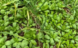 夏季大叶茼蒿怎么种才高产？