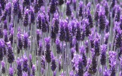 薰衣草各个品种的图片