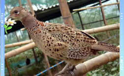 陕西山鸡养殖技术视频有哪些要点？