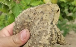 湖北正规蟾蜍养殖技术有哪些要点？