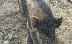 养跑山猪，什么品种最优？