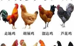 四斤左右土鸡品种介绍