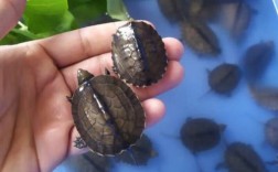 越南石金钱龟是龟类什么品种？