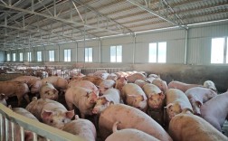 养殖技术视频，生财有道秘诀是什么？