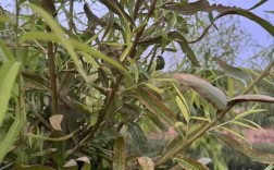 济南金蝉大棚养殖技术要点有哪些？