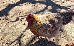 哪种鸡品种产蛋率最高？