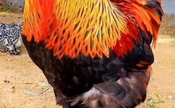 世界上真的存在特别大的鸡吗？它们是哪个品种，体型能有多大？