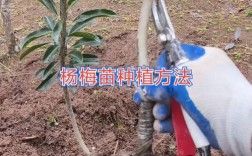 杨梅割环技术怎么做？视频里关键步骤是啥？