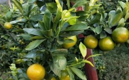 皇帝柑是水果新品种吗？