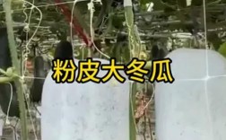 大棚粉皮冬瓜怎么种高产？