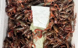 人工培育小龙虾新品种有何优势？