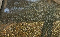 哪里能下载青蛙养殖技术视频？