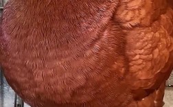 世界上最大的鸽子是哪个品种？